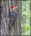 _2SB1236 pileated woodpecker